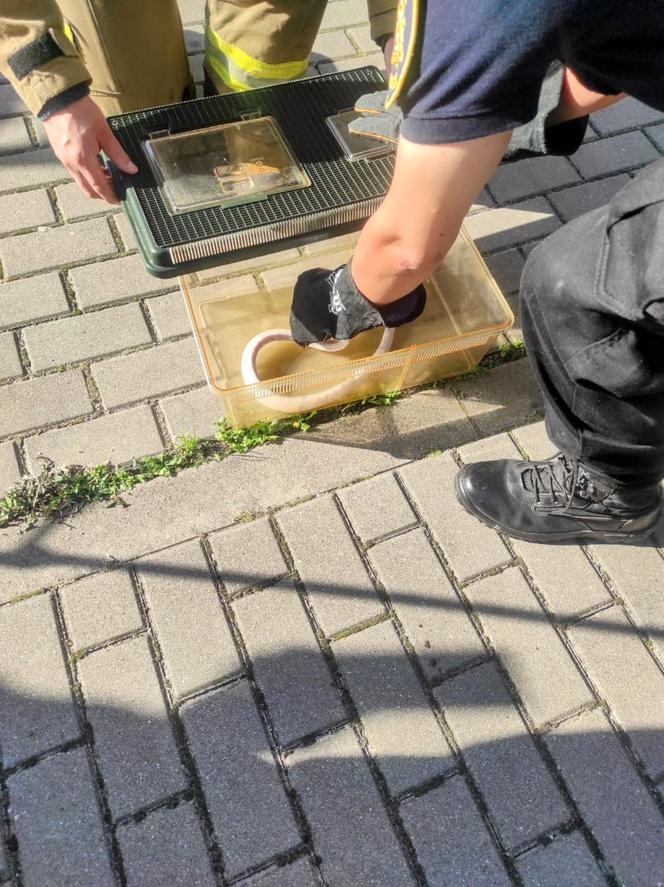 Wąż siedział pod maską samochodu