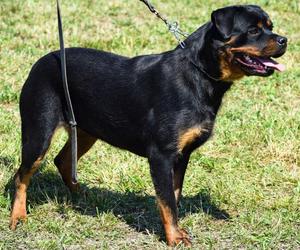 Rotweiller