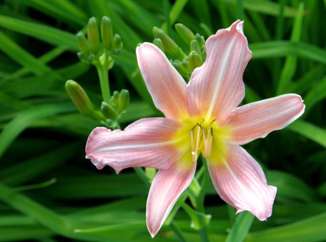 liliowce
