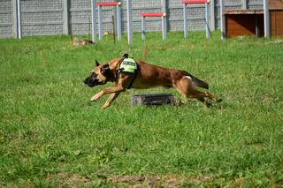 Policyjne psy z Podkarpacia zdały egzamin. Teraz będą tropić materiały wybuchowe i narkotyki
