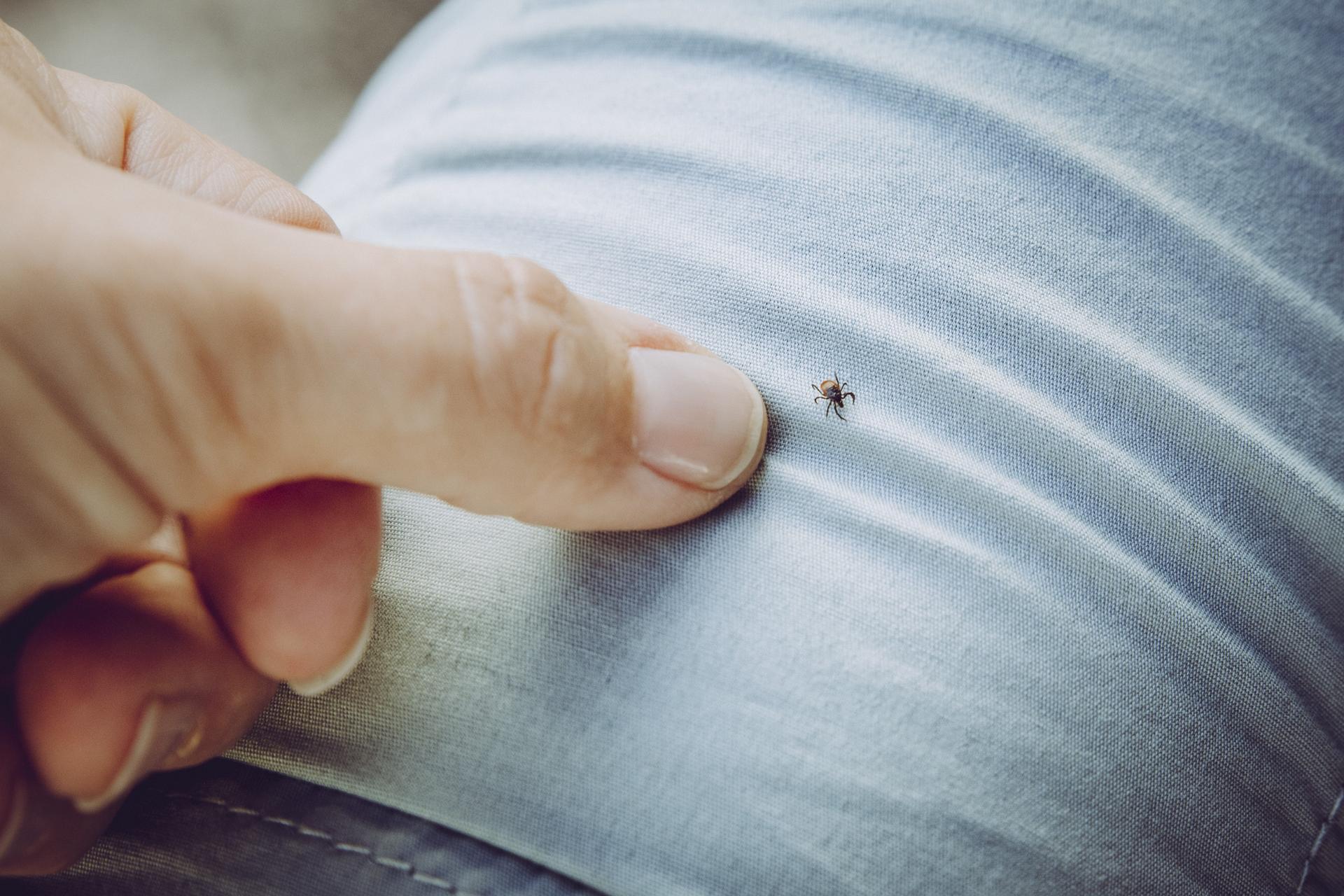 Kleszcze Atakują Ze Zdwojoną Siłą Tylu Przypadków Boreliozy Jeszcze Nie Było Poradnikzdrowiepl 7415