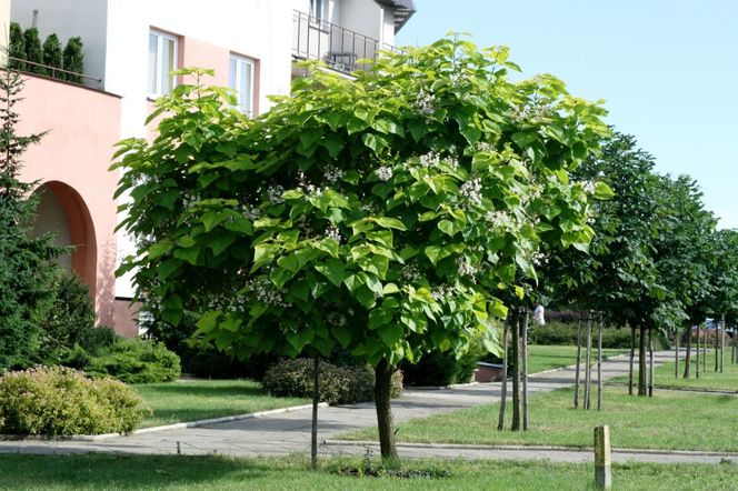 Surmia bignoniowa 'Aurea'