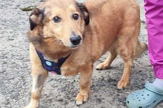 Aleksandrów Łódzki. Piesek Pimpuś potrzebuje pilnej pomocy. Zwróciła go rodzina adopcyjna