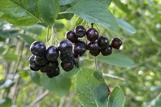 Aronia - jak uprawiać aronię w ogrodzie? Właśnie rozpoczął się czas zbierania owoców aronii