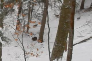 Niecodzienna scena w Bieszczadach: Leśniczy uratował niedźwiedzicę z młodymi przed watahą wilków [WIDEO]