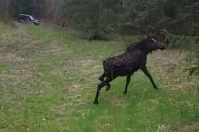 Młody łoś miał niewielkie szanse na przeżycie. Pomoc nadeszła w porę