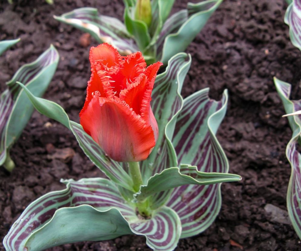 Tulipany Greiga