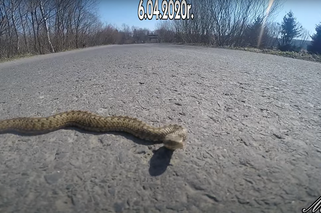 Wędruje po Bieszczadach z psem i kamerą. Nie uwierzysz, na co trafia! [WIDEO]