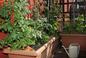 Czym nawozić warzywa na balkonie? Poradnik nawożenia warzyw na balkonie