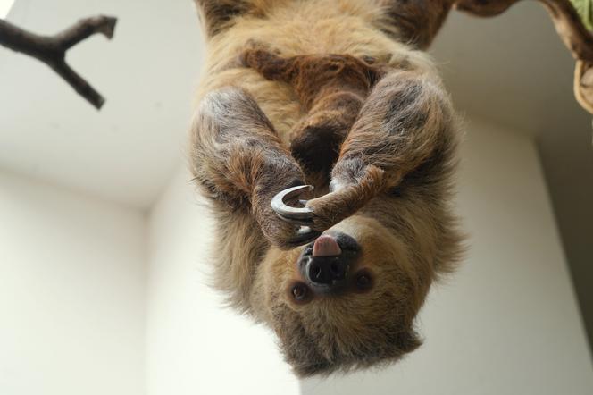 We wrocławskim zoo urodził się pierwszy leniwiec