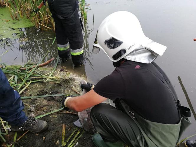 Strażacy ochotnicy uratowali brzydkie kaczątko