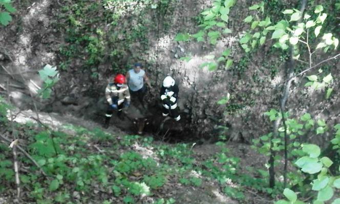 Ucieczka krowy zakończyła się nieszczęśliwym wypadkiem