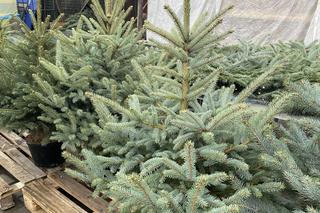 Sprzedaż żywych choinek w Zielonej Górze w 2022 roku