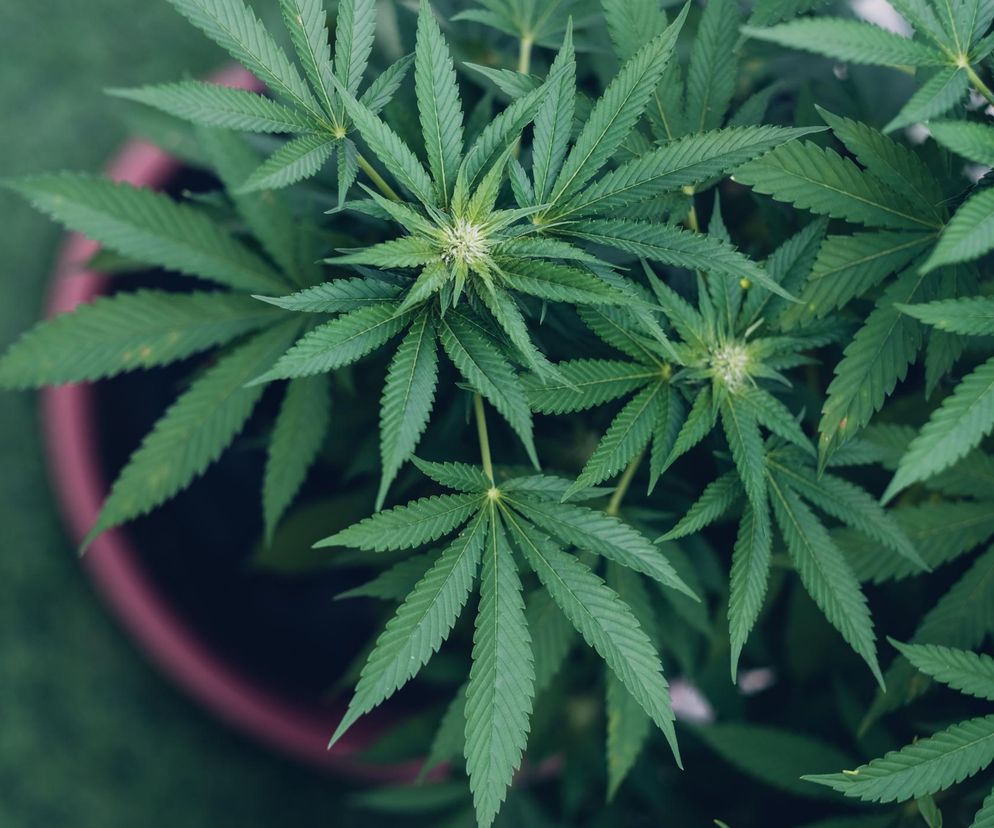 Ryzyko udaru i zawału rośnie o 20 proc. Naukowcy przebadali tysiące palaczy