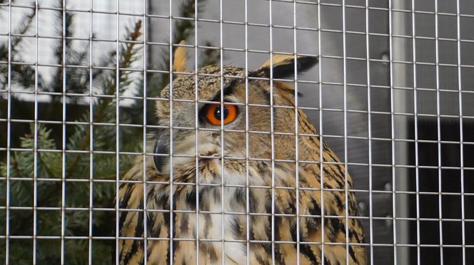 ZOOPARK w Lublinie. „Postawiliśmy na polski las. Chcemy promować nasze zwierzątka”