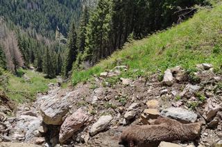 Straciła życie, uciekając przed samcem niedźwiedzia! Tragedia w Tatrach [ZDJĘCIA]