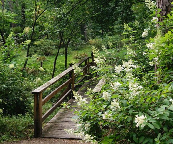 Leśne arboretum w Kudypach otwarte dla zwiedzających [ZDJĘCIA]