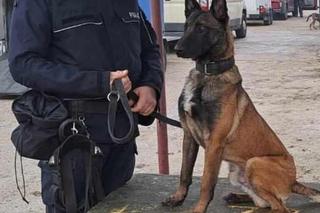 Szewron dołączył do grona policjantów. To zawodowiec do zadań specjalnych na czterech łapach