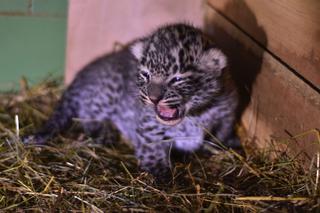 W Zoo Płock urodził się lampart perski! Na świecie jest ich tylko tysiąc