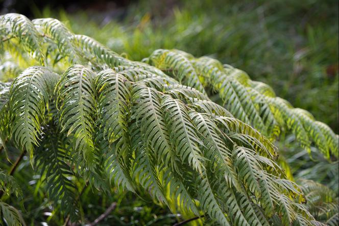 Woodwardia unigemmata - Woodwardia unigemmata