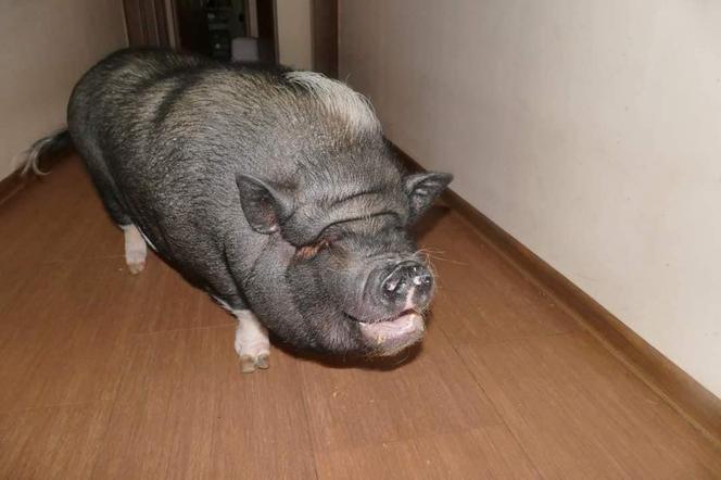Uwaga! Zaginął knur Stefan. Widziałeś go?