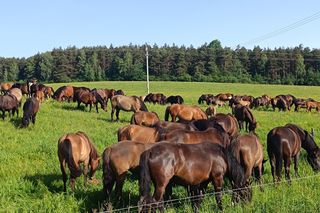 Największa taka stadnina na świecie leży w Małopolsce. Hodują tam wyjątkowe konie 