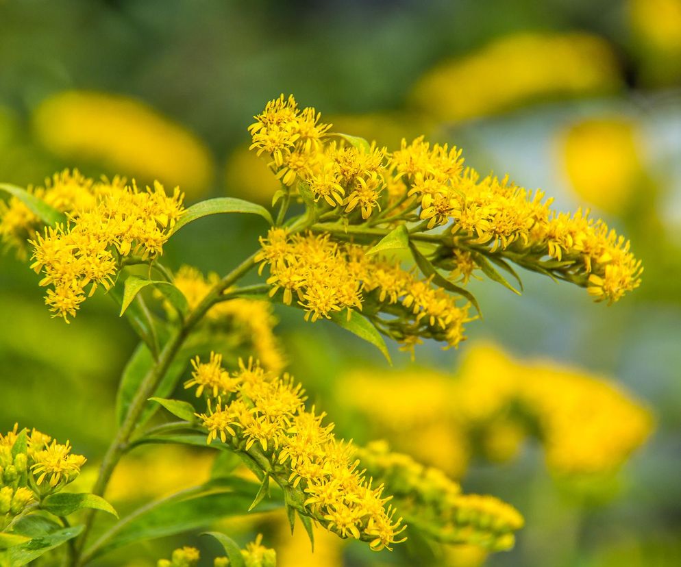 Leczy zakażenia i zapalenia, wspiera układ moczowy. Zbierz i korzystaj cały rok