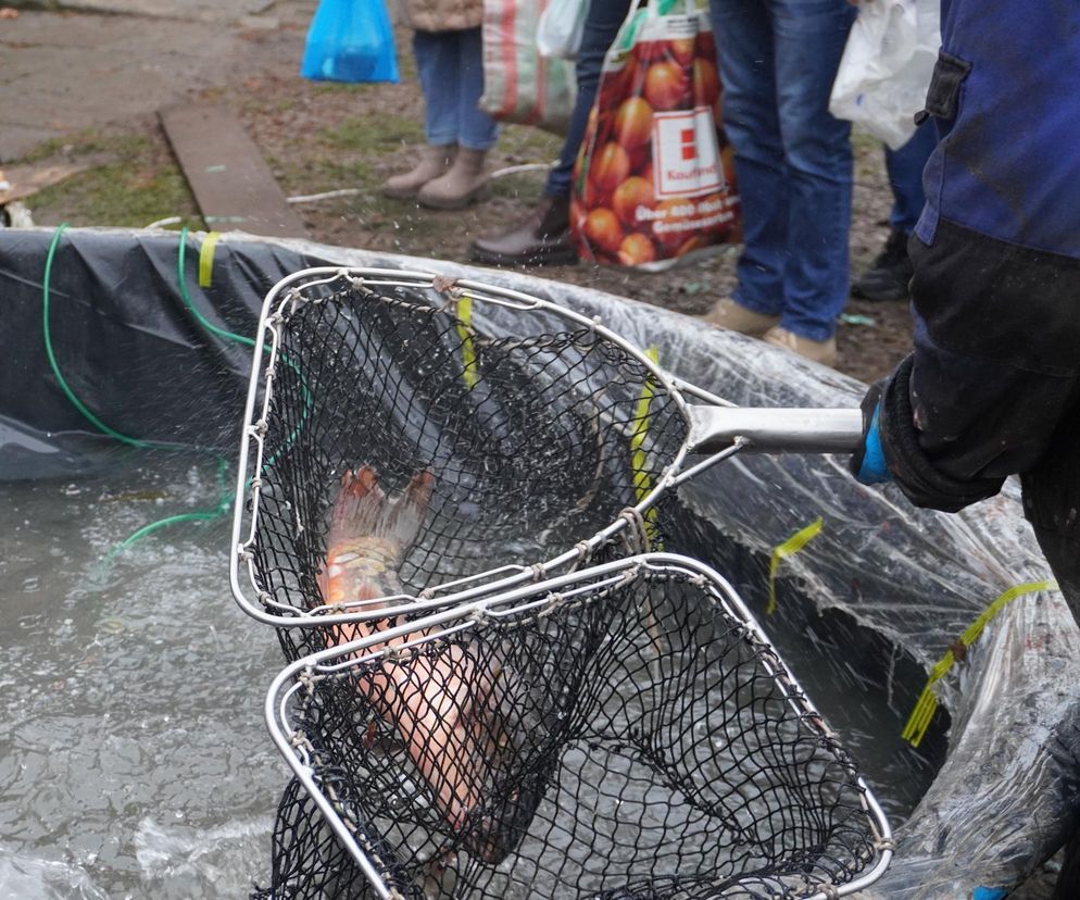 Karp ze Staniątek to małopolski hit. Sprzedają go Benedyktynki [GALERIA]