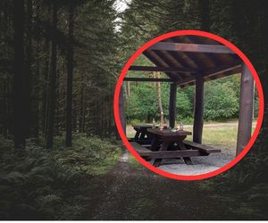 W podkarpackich lasach śmiecą na potęgę. Leśnicy z Mielca publikują niepokojące zdjęcia