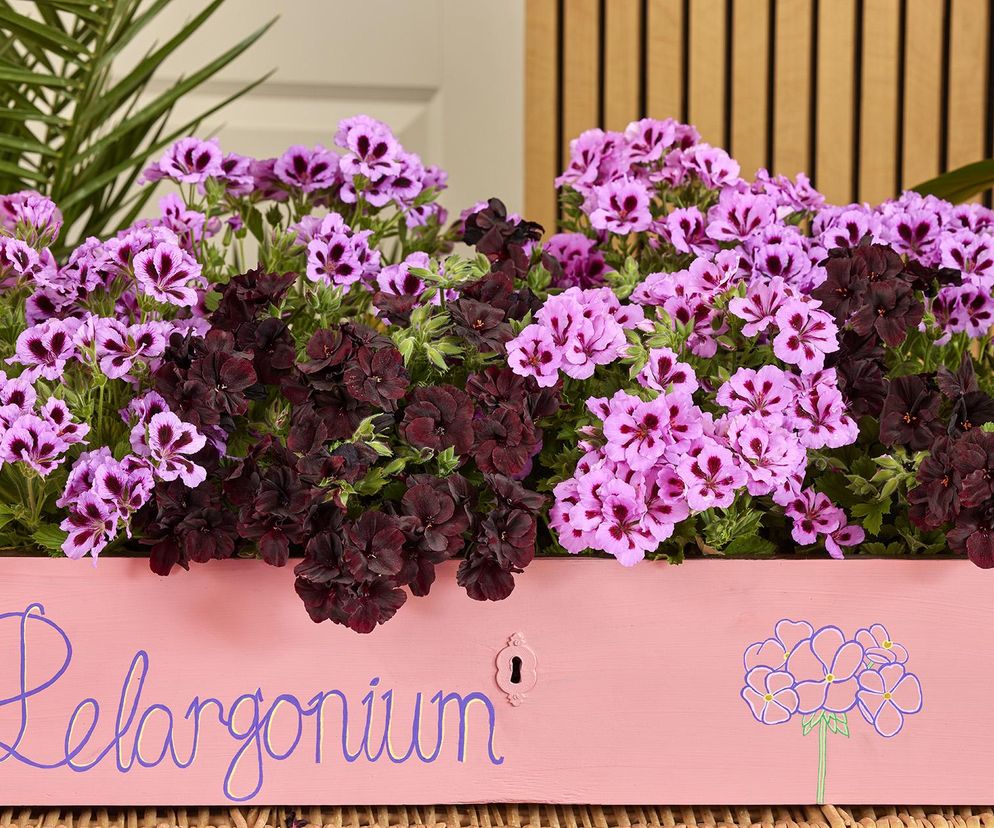 Pelargonia angielska