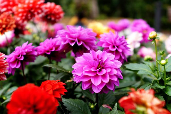 Dalie - kolorowe kwiaty
