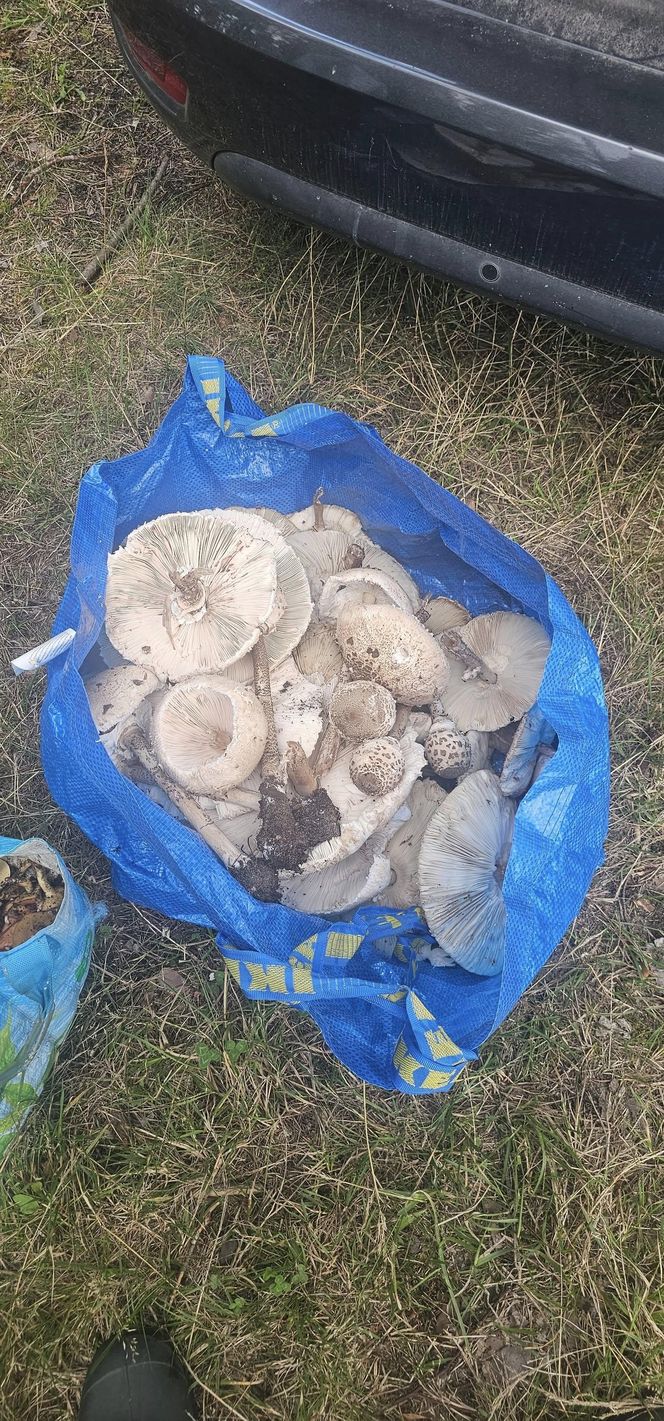 Sezon grzybowy w śląskich lasach rozpoczęty