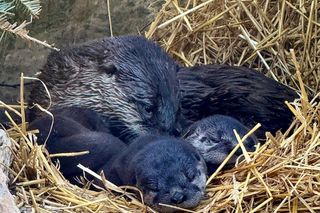 Akwarium z Long Island szuka imion dla tych maluchów