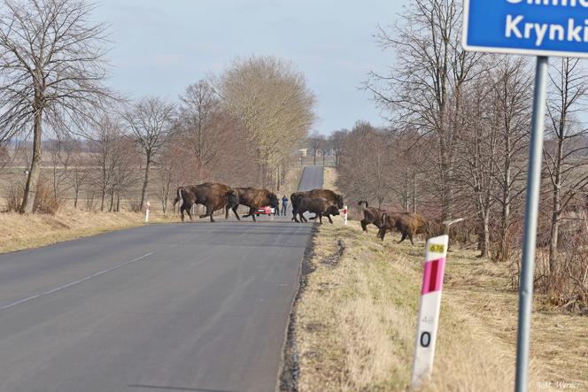 Wielkie stado żubrów zablokowało drogę z Krynek do Sokółki. Kierowcy ledwo policzyli liczbę sztuk! 