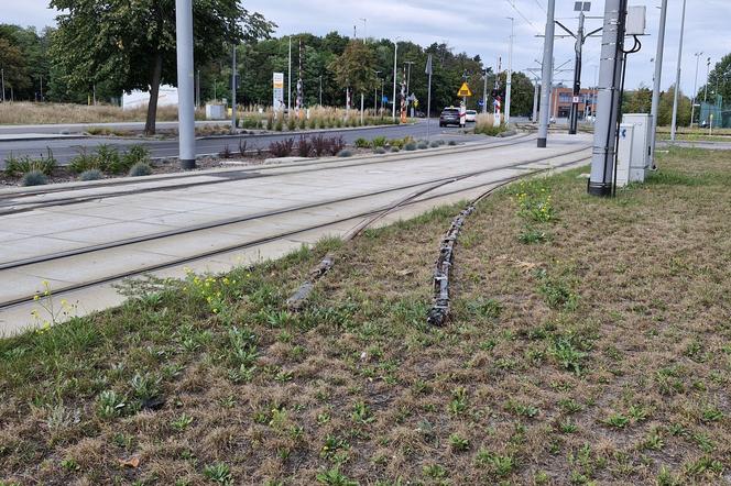 Tory prowadzą na trawnik. Taki widok przy ul. Legionów w Toruniu