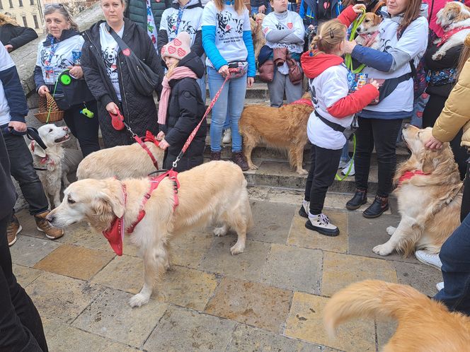 33. Finał WOŚP z grupą krakowskich Golden Retrieverów