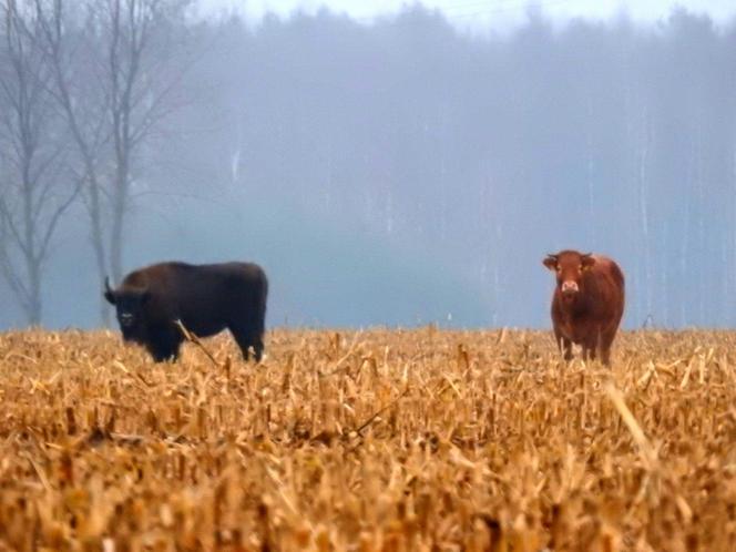 Krowa uciekła do żubrów