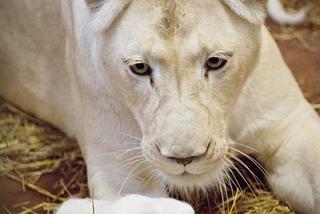 2 Białe lwy w Zoo Safari Borysew