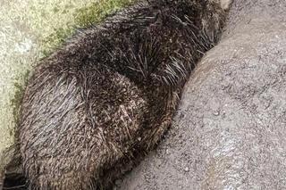 Bóbr utknął w betonowej pułapce. Lucy ruszyła na ratunek