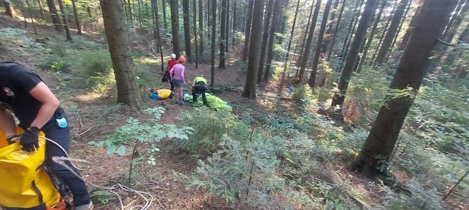 Przez 1,5 godziny wisiała na drzewie i nie mogła zejść. Kobiecie pomogli goprowcy