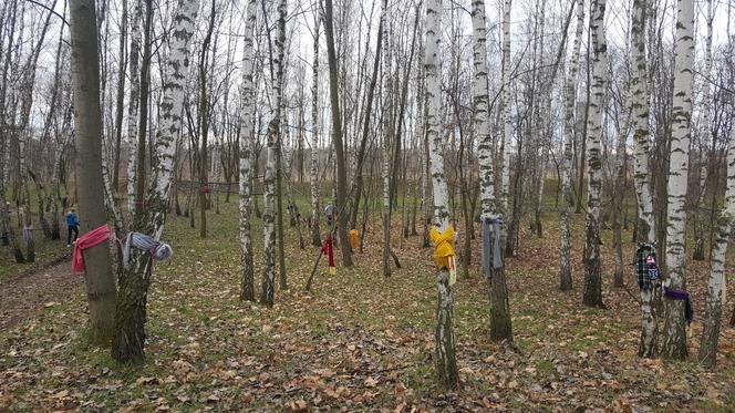 Akcja "Szalik dla drzewa" w Jaworznie