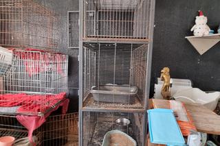 37 martwych zwierząt w siedzibie toruńskiej fundacji. Sprawie ma się przyjrzeć prokurator