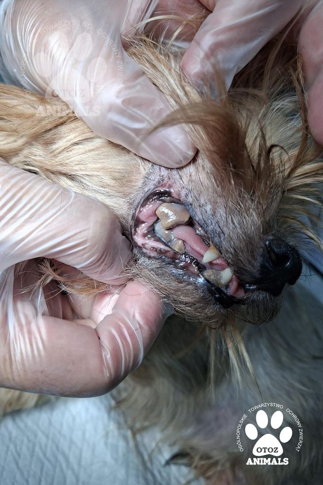 Nie żyje właścicielka pseudo hodowli w Bydgoszczy! 85 psów żyło w strasznych warunkach