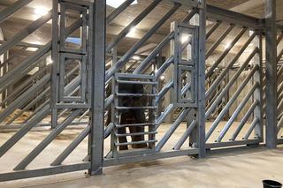 SPA dla słoni. Jak wygląda pielęgnacja mieszkańców łódzkiego ZOO?