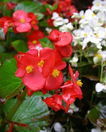 Begonia stale kwitnąca