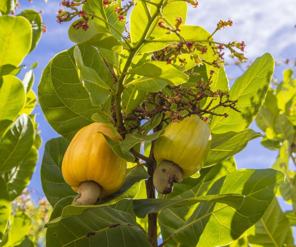 Trujące drzewo nerkowca