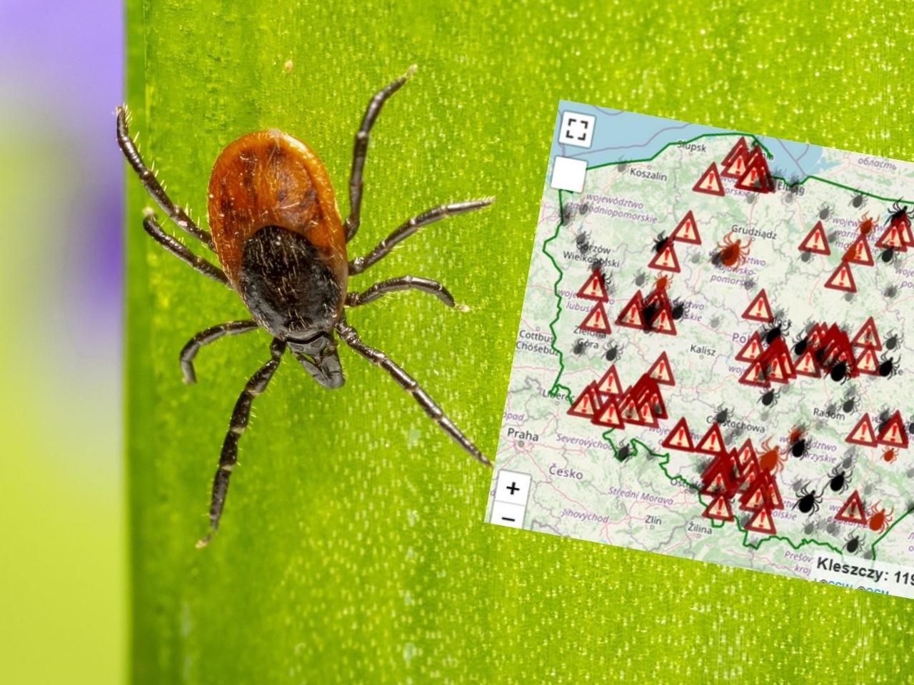 „Mapa kleszczy” w Polsce. W tych regionach jest ich najwięcej w tym roku! 