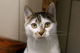 Zwierzęta ze schroniska na Paluchu