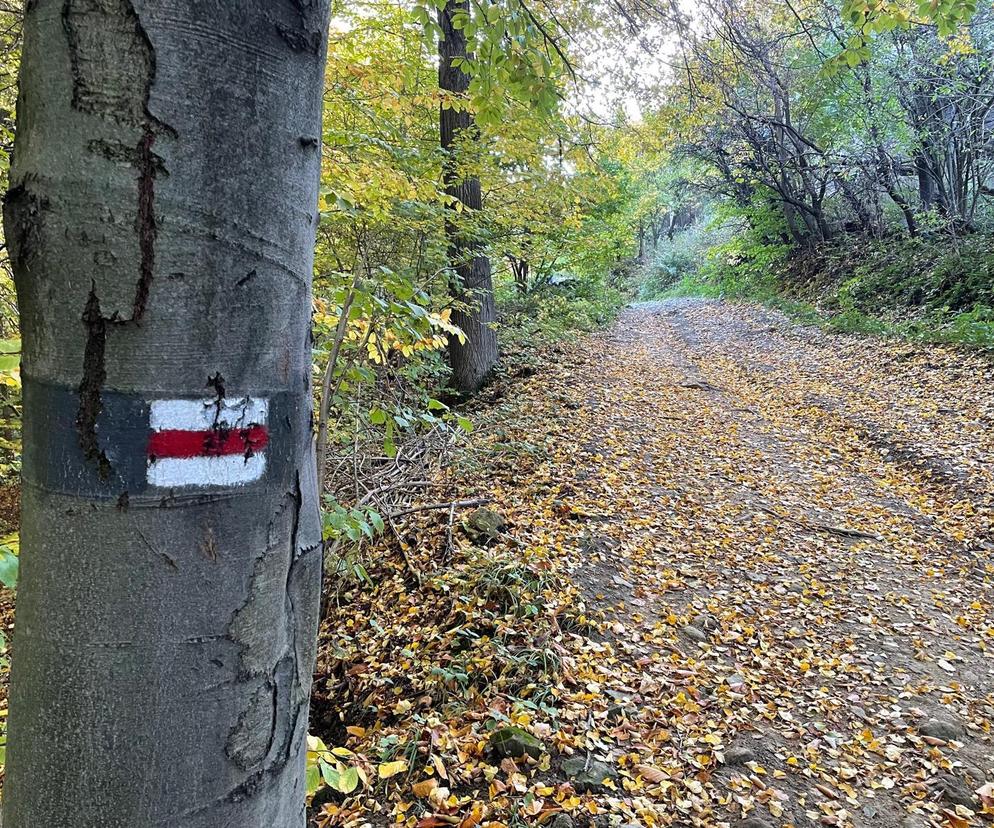 Oznaczenie szlaków w Beskidzie Sądeckim doczeka się odnowy. Kiedy ruszą prace? 