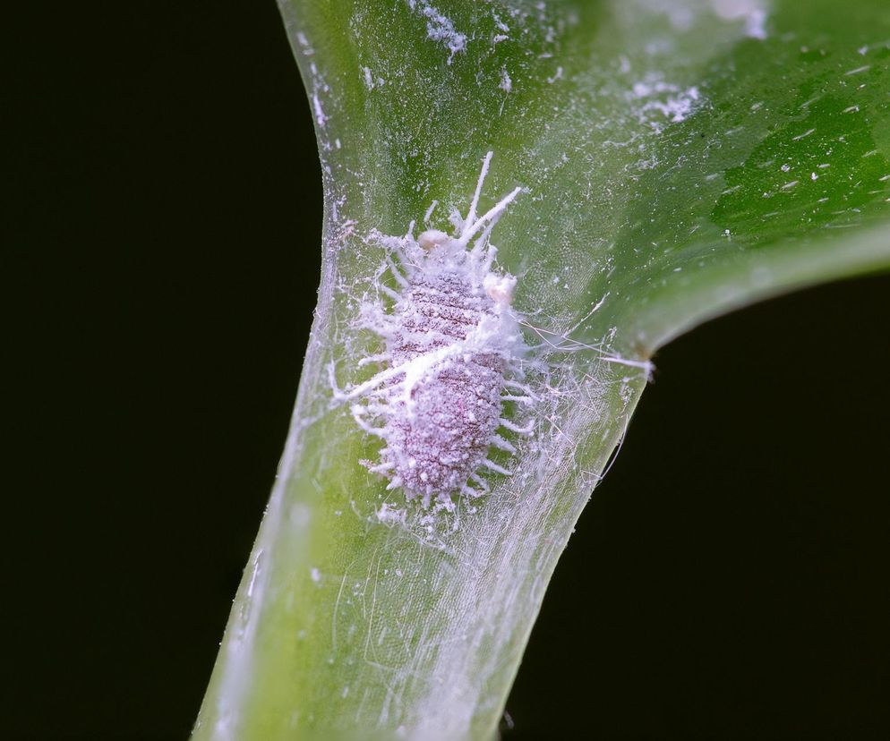 Wełnowce na roślinie